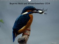 Bayerns Wald und Wiesenbewohner 2014